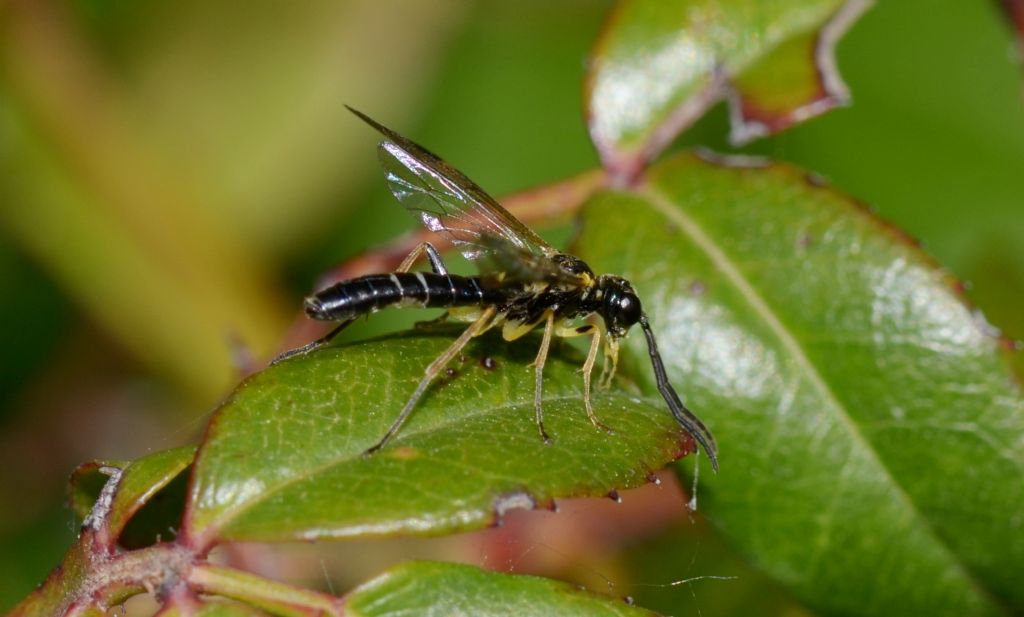 imenottero Tenthredinidae: Allantus sp.